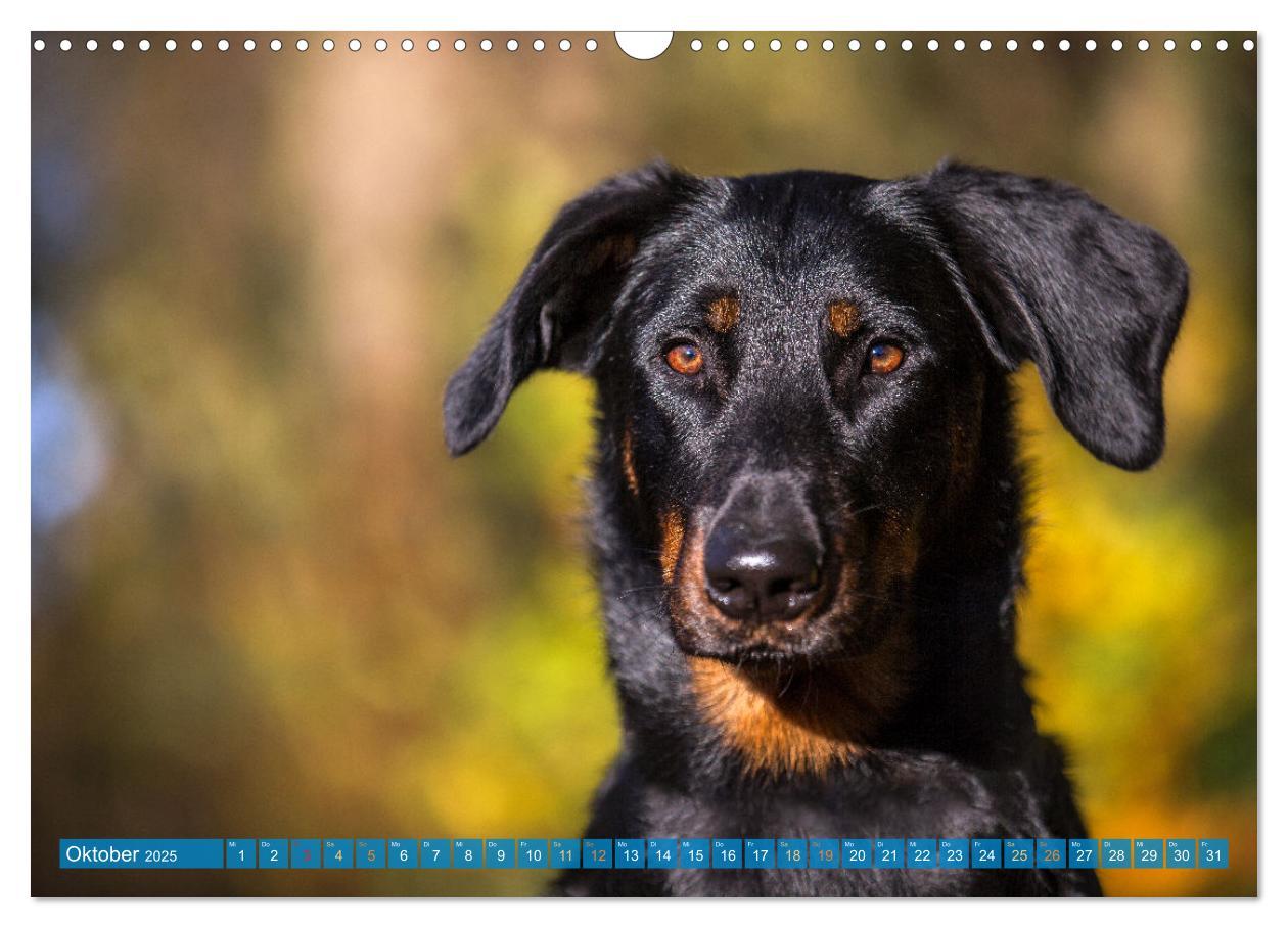 Bild: 9783457197219 | Der Beauceron (Wandkalender 2025 DIN A3 quer), CALVENDO Monatskalender