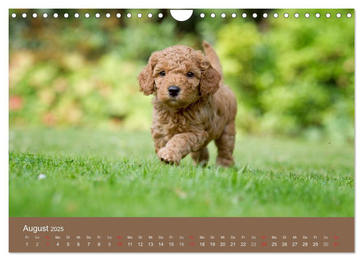 Bild: 9783435743131 | Pudel (Wandkalender 2025 DIN A4 quer), CALVENDO Monatskalender | Noack