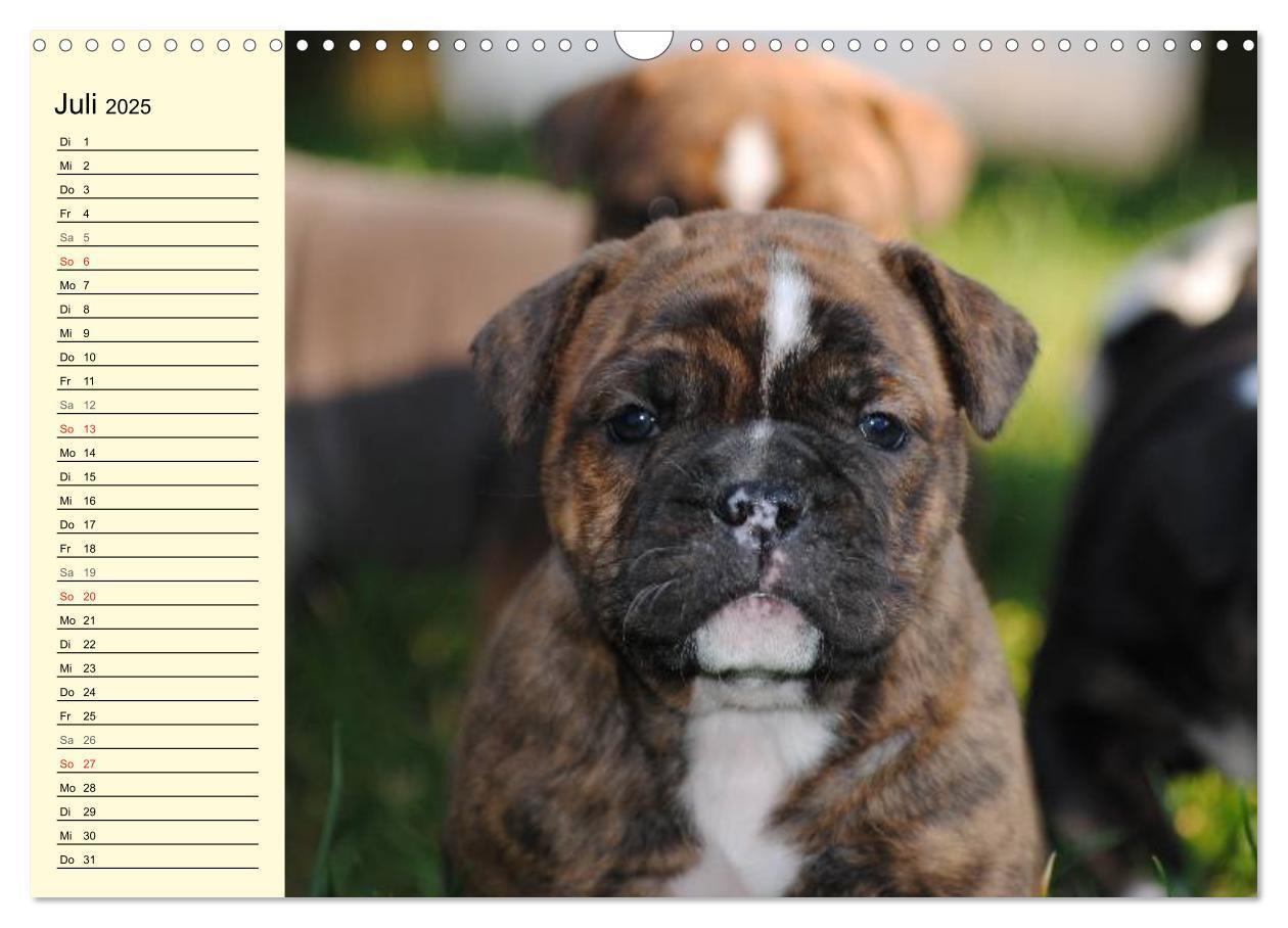 Bild: 9783435534456 | Bulldoggen-Moppelchen (Wandkalender 2025 DIN A3 quer), CALVENDO...