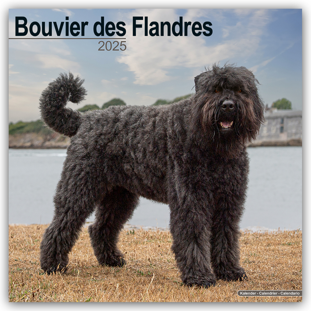 Cover: 9781804603208 | Bouvier des Flandres 2025 - 16-Monatskalender | Ltd | Kalender | 14 S.