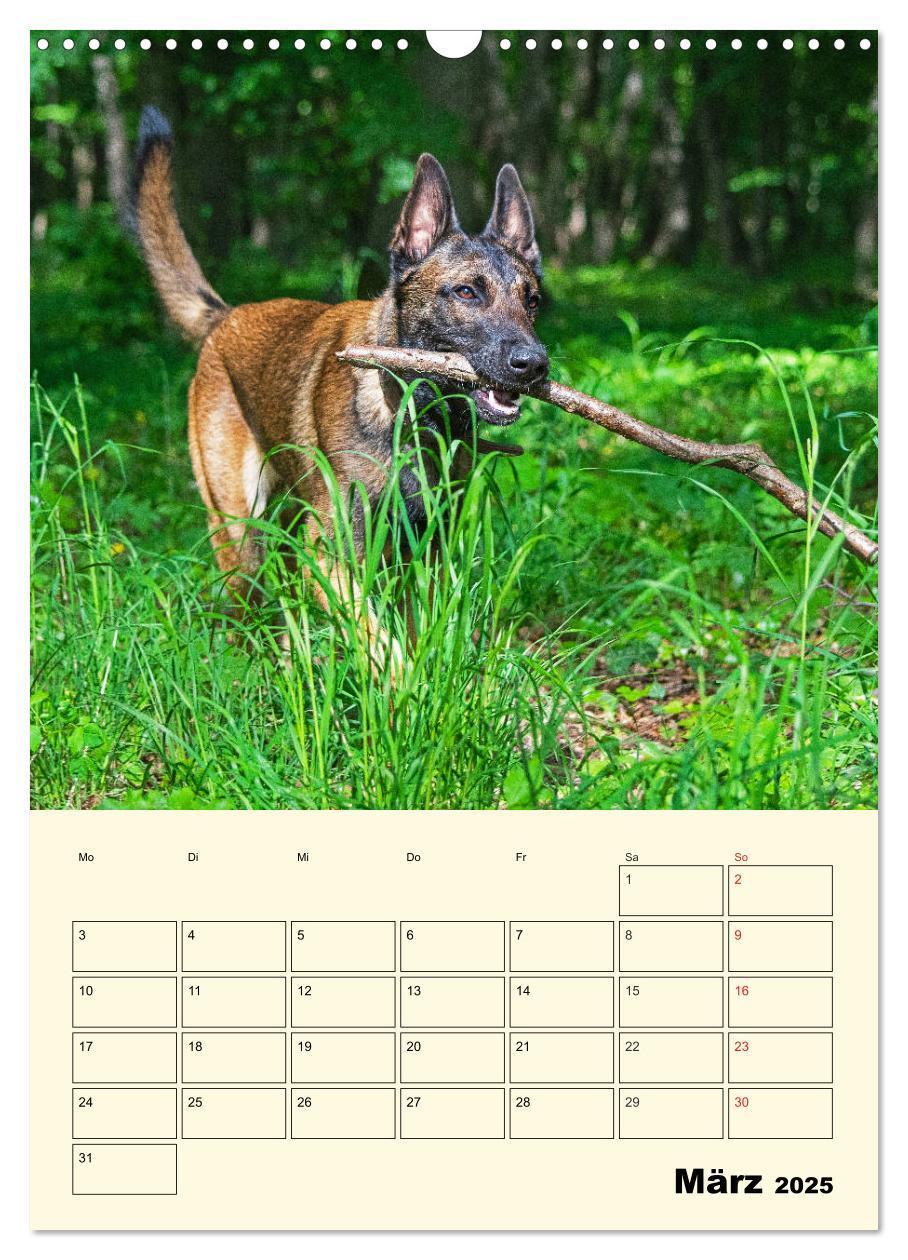 Bild: 9783435958788 | Familienplaner Tausendsassa Malinois (Wandkalender 2025 DIN A3...