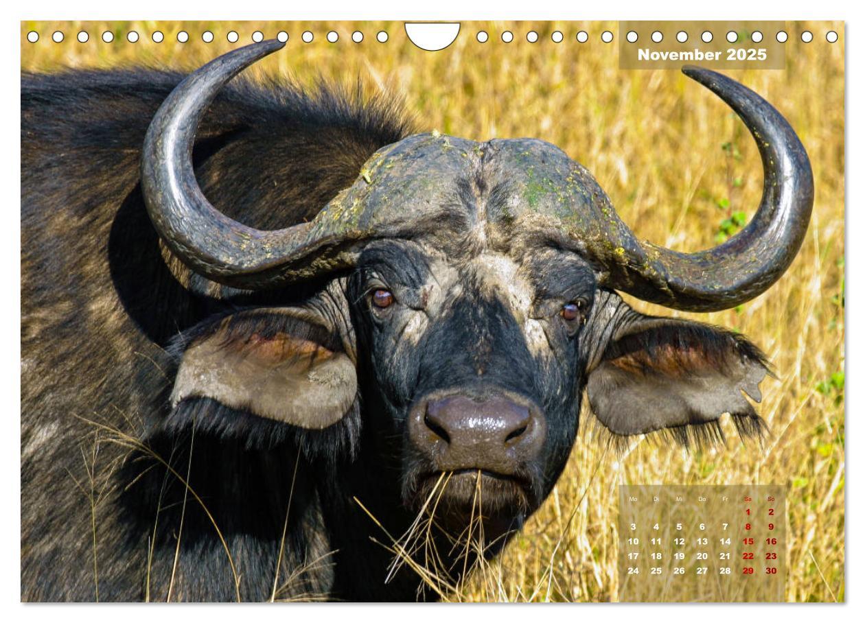 Bild: 9783435176182 | Faszinierende Tierwelt des Kruger National Parks (Wandkalender 2025...