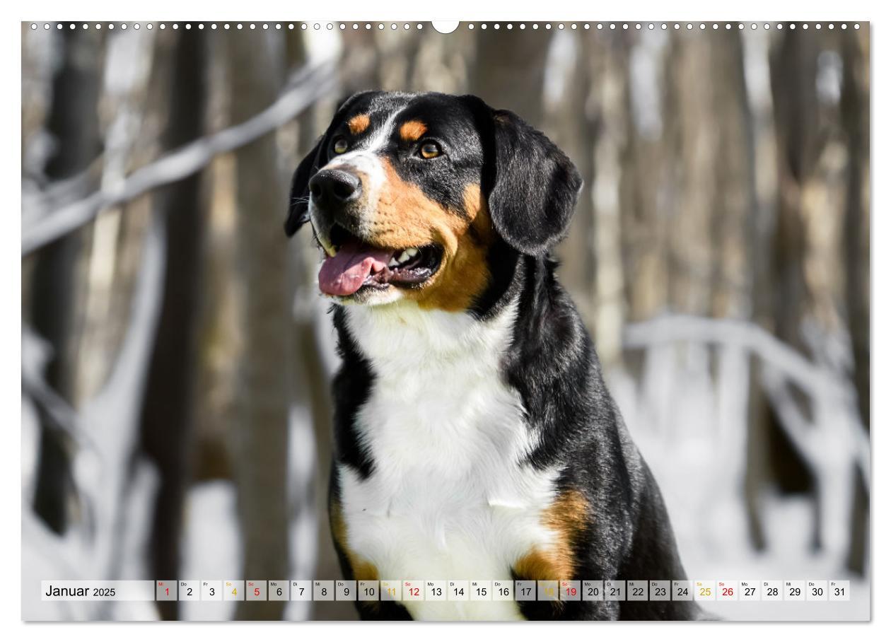 Bild: 9783457198971 | Entlebucher - Temperamentvolle Schweizer Sennenhunde (Wandkalender...