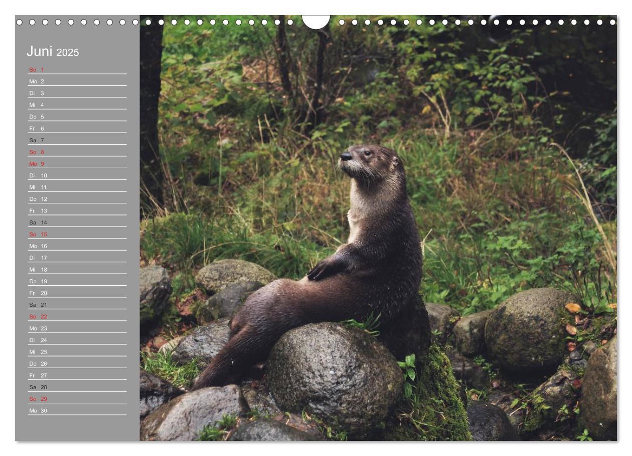 Bild: 9783435549467 | Otter. Frech, laut und clever (Wandkalender 2025 DIN A3 quer),...