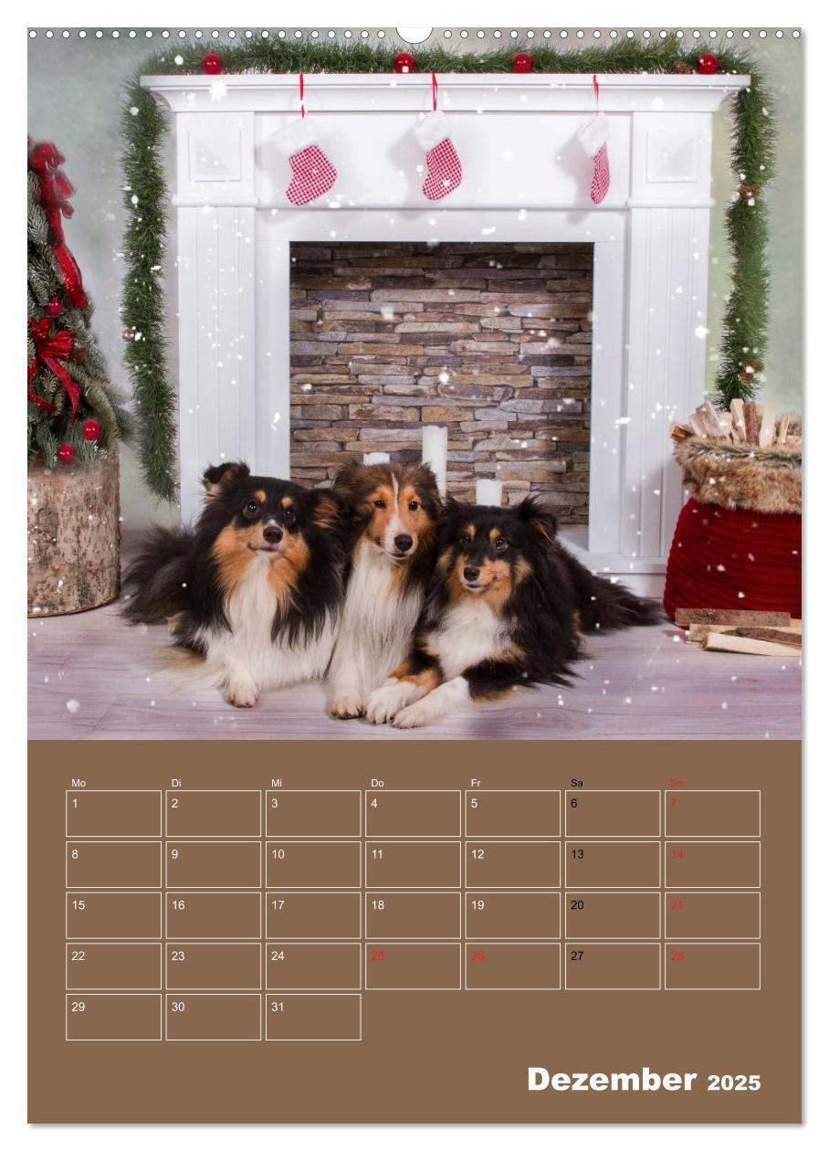 Bild: 9783457012536 | SHELTIES Herzensbrecher auf 4 Pfoten (Wandkalender 2025 DIN A2...