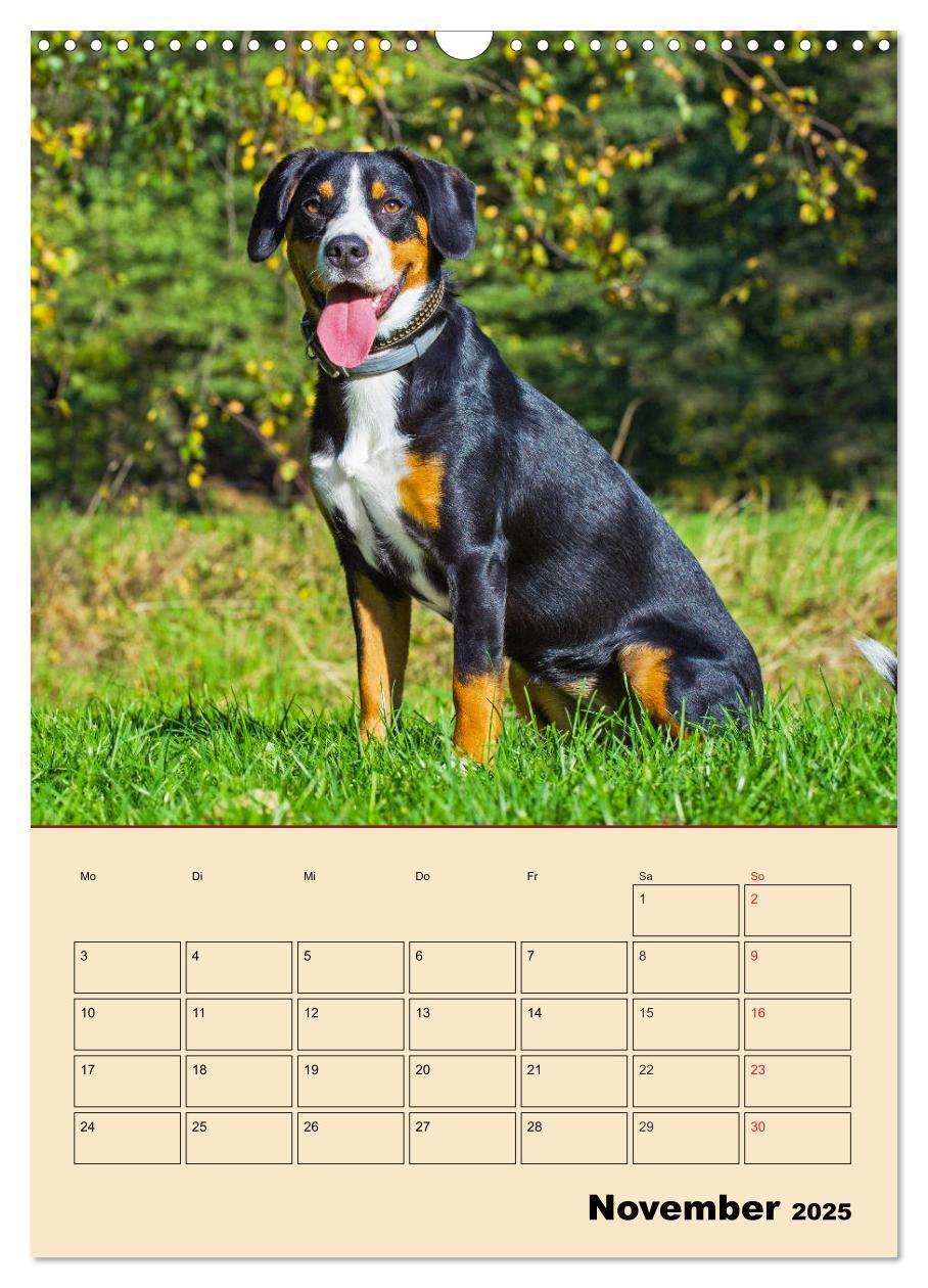 Bild: 9783435958832 | Jahresplaner Entlebucher Sennenhund (Wandkalender 2025 DIN A3...