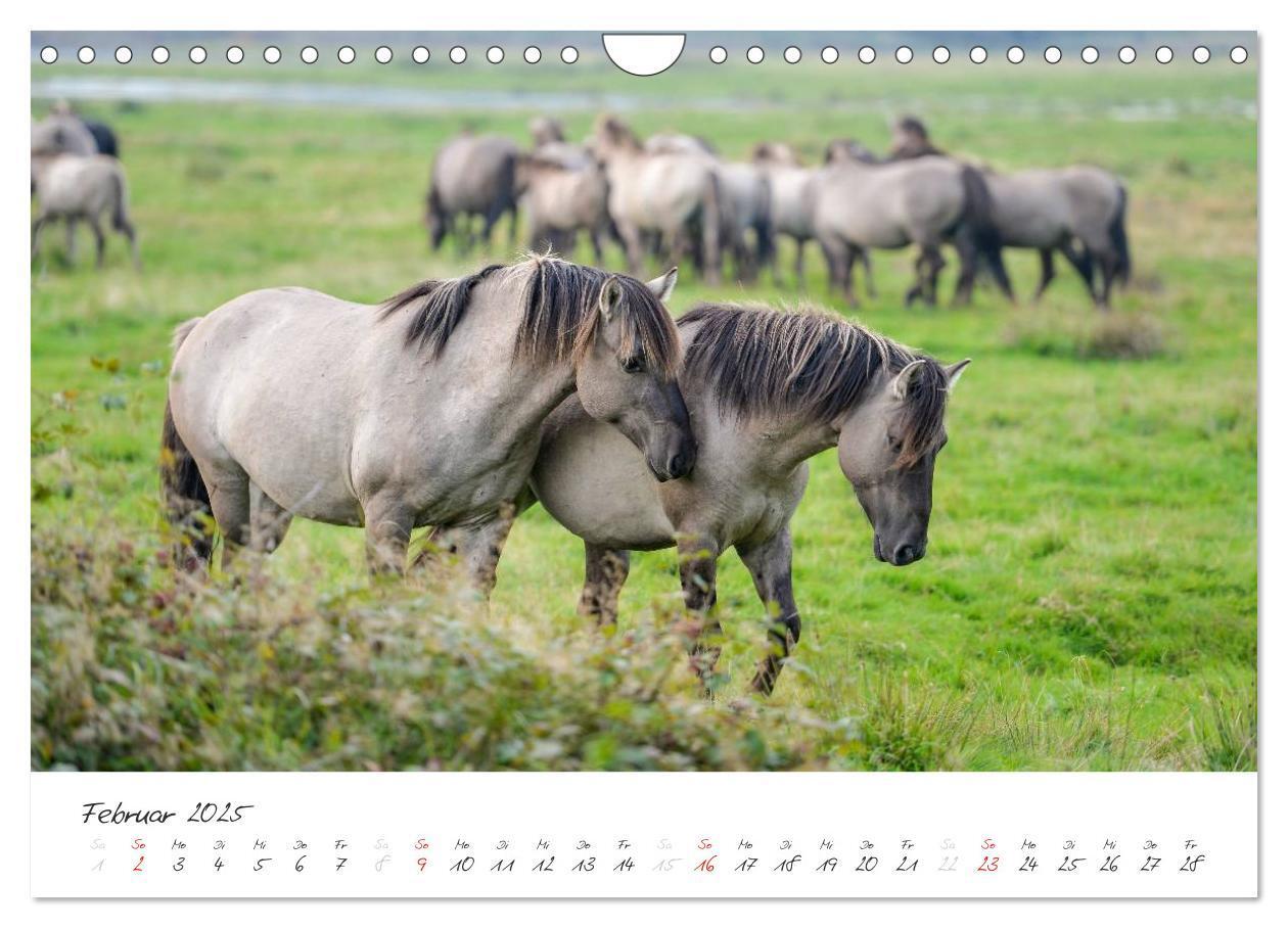 Bild: 9783435644032 | Geltinger Birk (Wandkalender 2025 DIN A4 quer), CALVENDO...