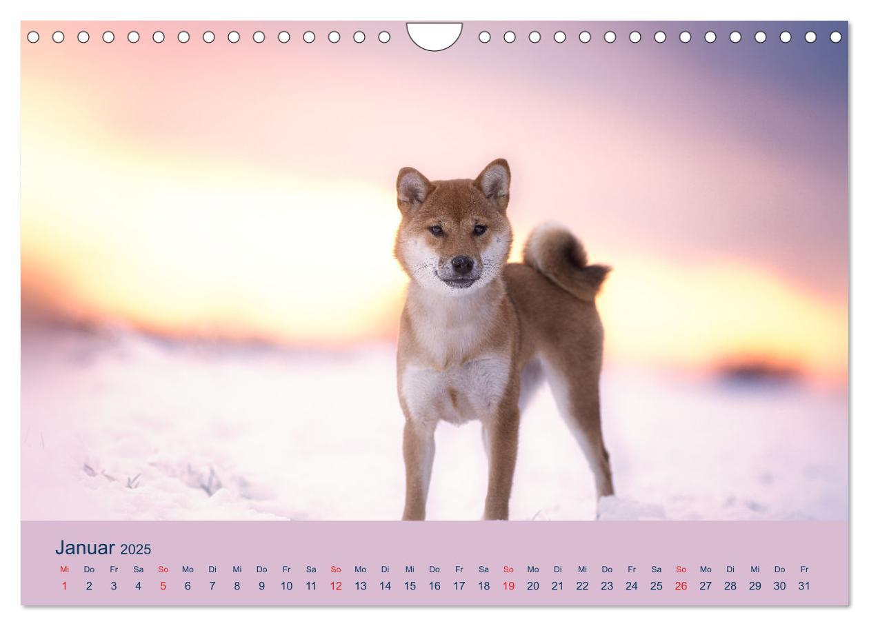 Bild: 9783457234167 | Shiba Inu - mutig, treu, selbstbewusst (Wandkalender 2025 DIN A4...