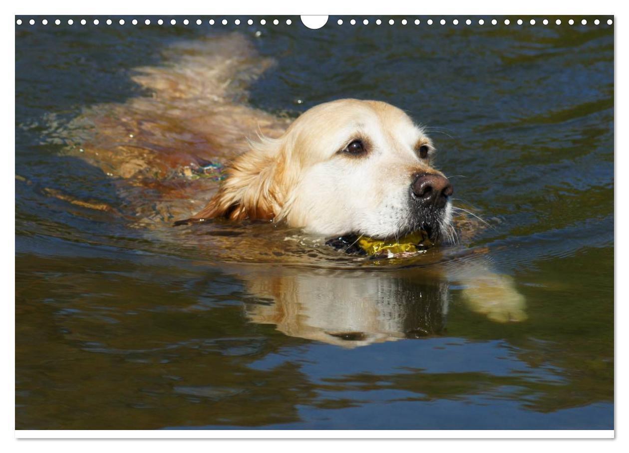 Bild: 9783435840663 | Golden Retriever Power (Wandkalender 2025 DIN A3 quer), CALVENDO...