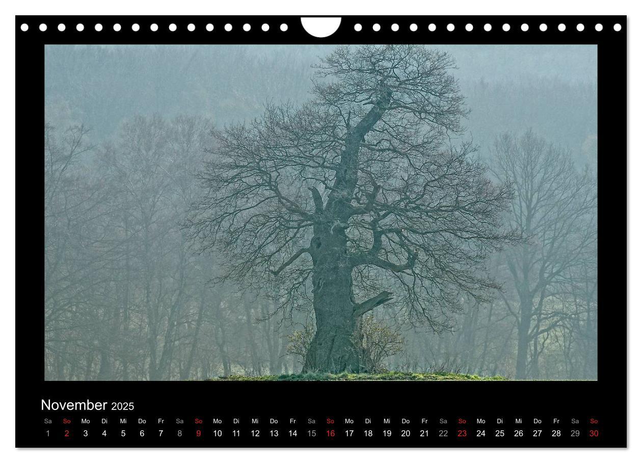 Bild: 9783435626861 | Märchenhafter Reinhardswald und Urwald Sababurg (Wandkalender 2025...