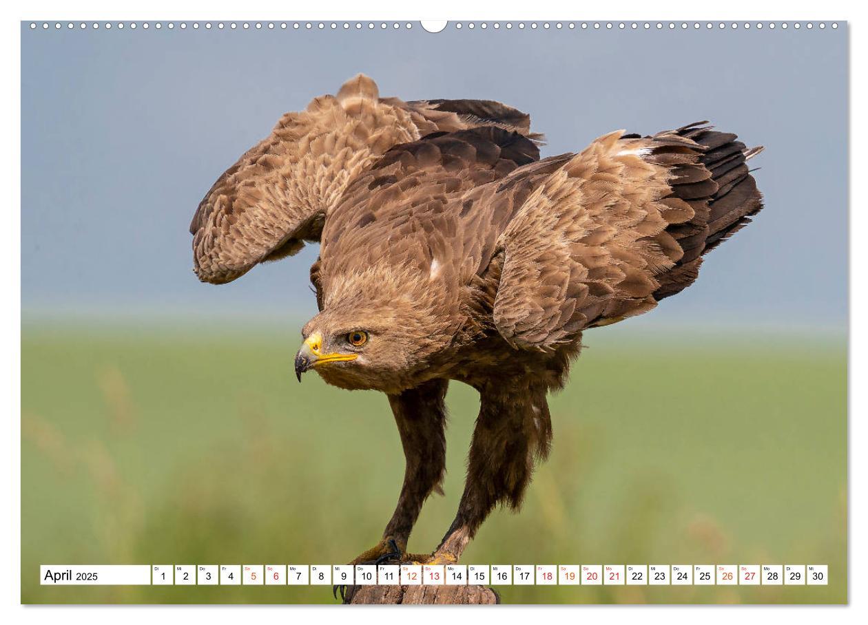 Bild: 9783435091843 | Heimische GREIFVÖGEL Adler Milan Bussard Weihe Sperber...