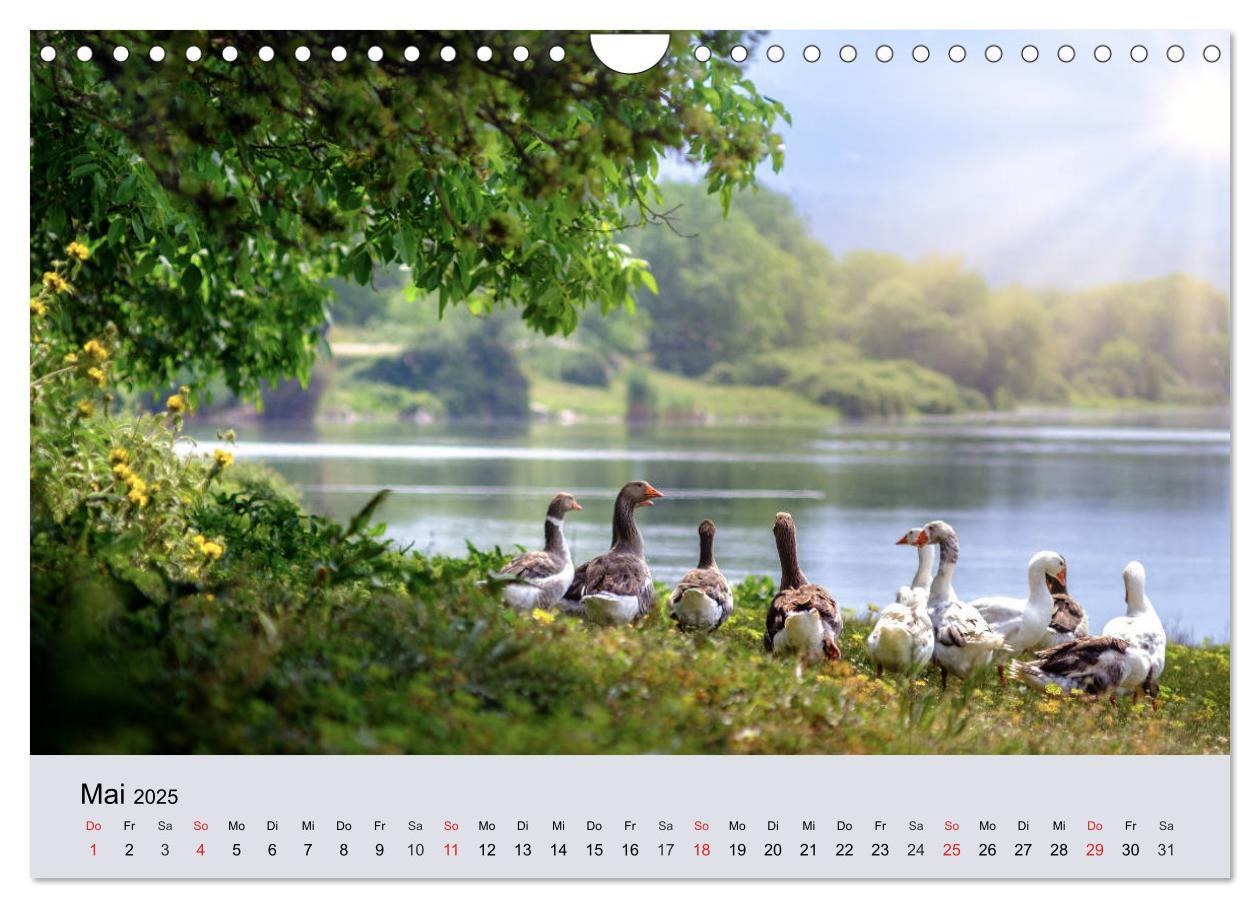 Bild: 9783435316755 | Gänse. Von wegen dumme Gans! (Wandkalender 2025 DIN A4 quer),...