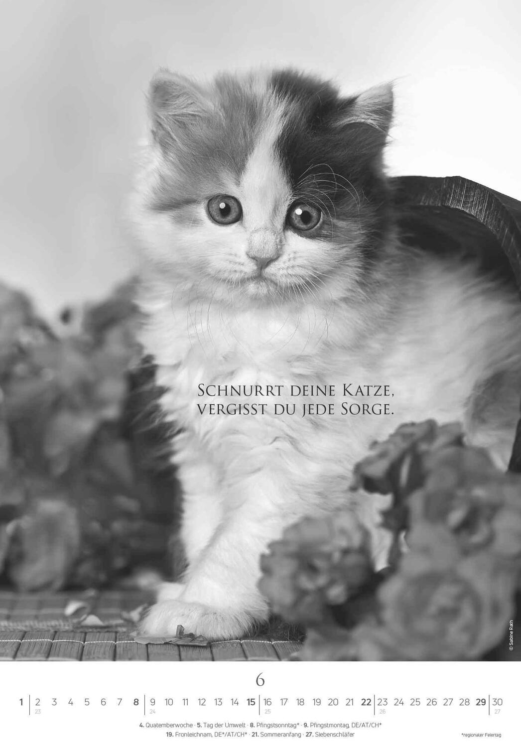 Bild: 4251732341107 | Der poetische Katzenkalender 2025 - Bild-Kalender 23,7x34 cm - mit...