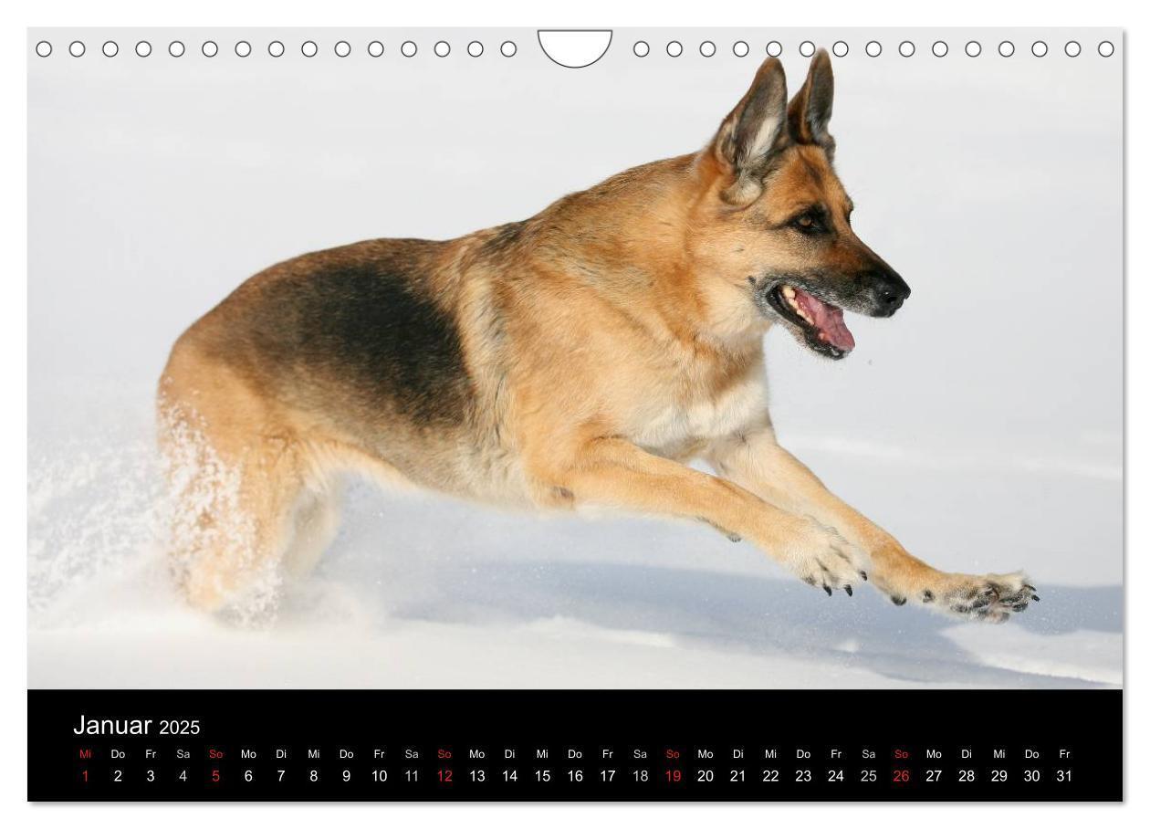 Bild: 9783435784011 | Mit dem Deutschen Schäferhund durch's Jahr (Wandkalender 2025 DIN...