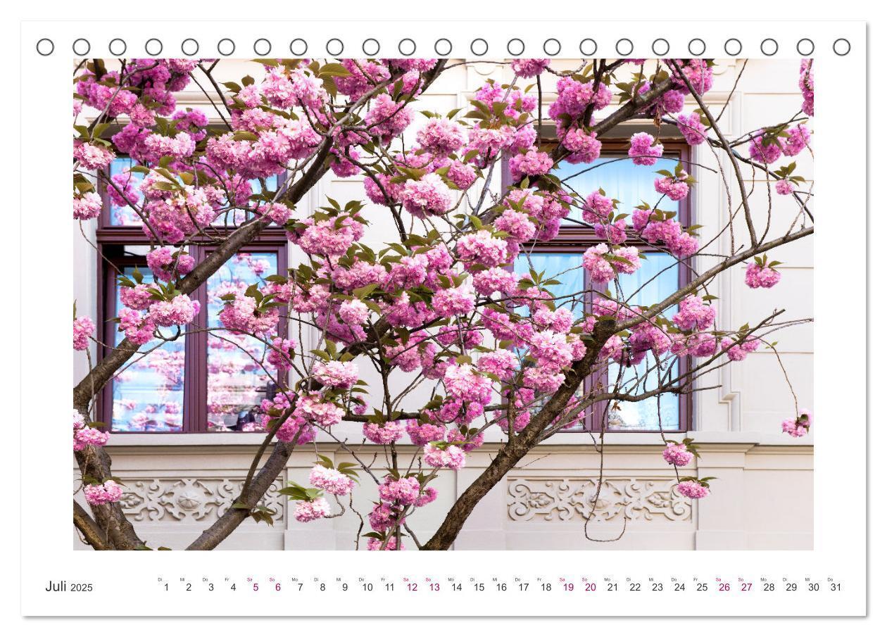 Bild: 9783457127889 | Japanische Kirschblüte in Bonn (Tischkalender 2025 DIN A5 quer),...