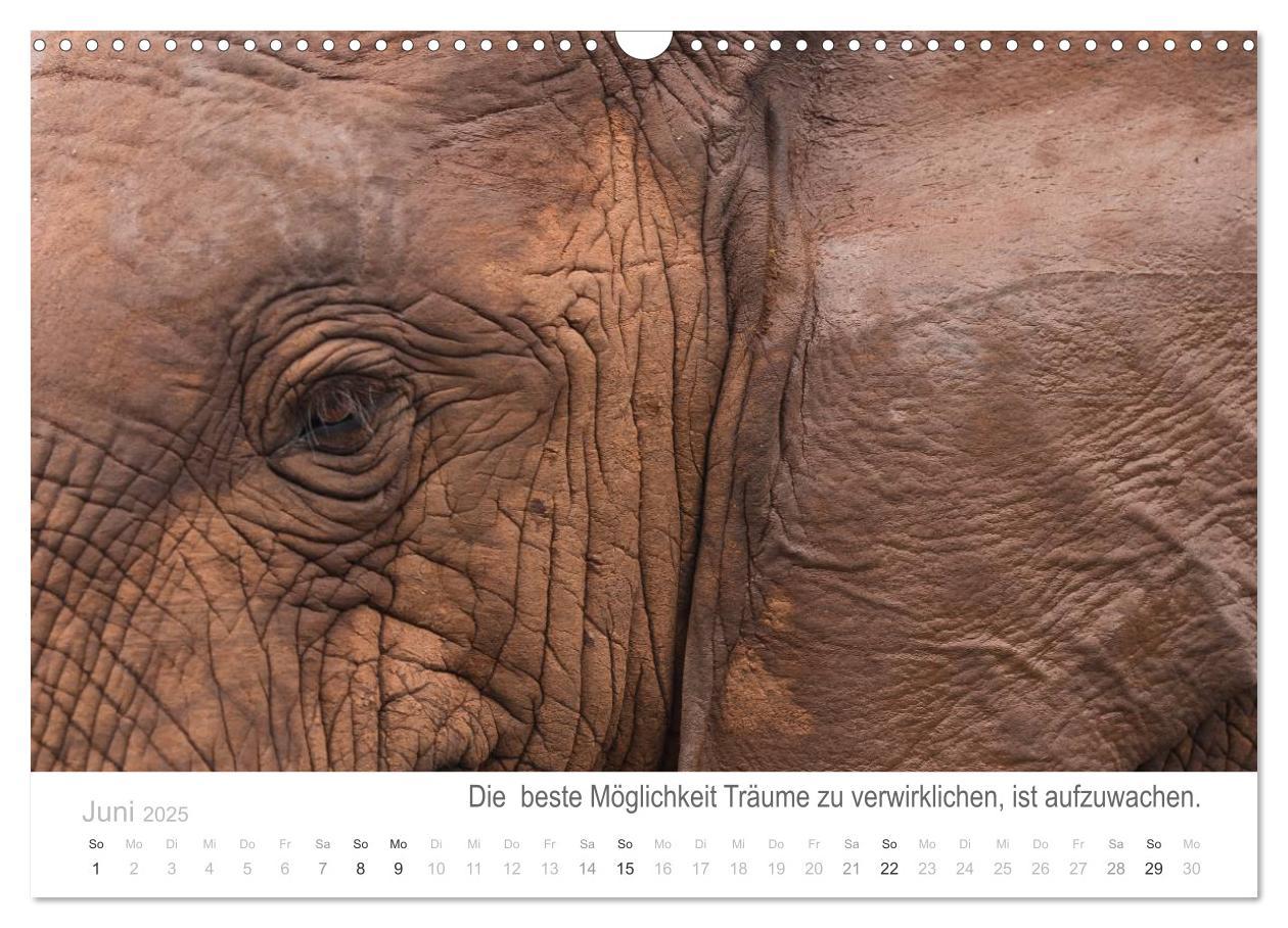 Bild: 9783435819065 | Tierische Glücksmomente mit Weisheiten (Wandkalender 2025 DIN A3...