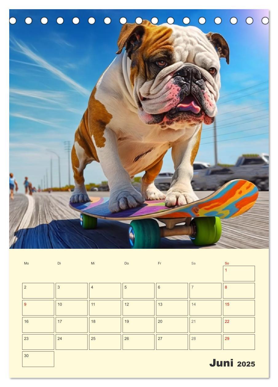 Bild: 9783435876600 | English Bulldogs. Fröhliche Dickköpfe mit Charakter (Tischkalender...