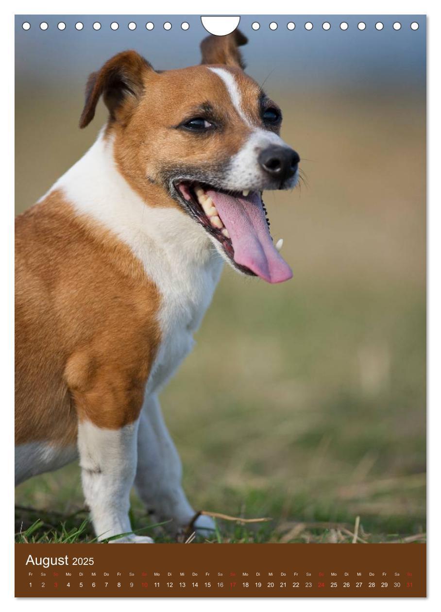 Bild: 9783457064986 | Jack Russell Terrier (Wandkalender 2025 DIN A4 hoch), CALVENDO...