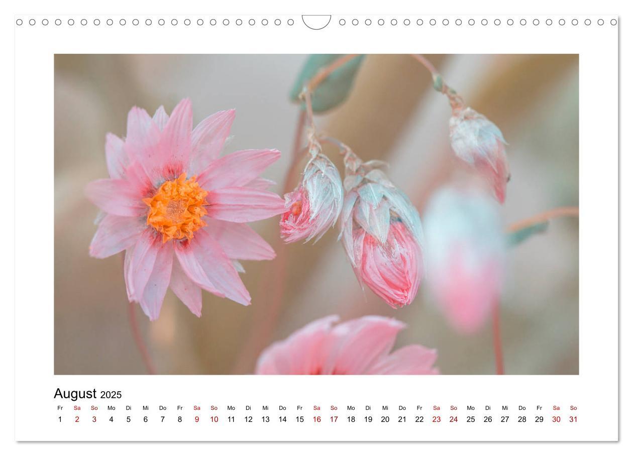 Bild: 9783435251568 | Rosa Blütentraum (Wandkalender 2025 DIN A3 quer), CALVENDO...