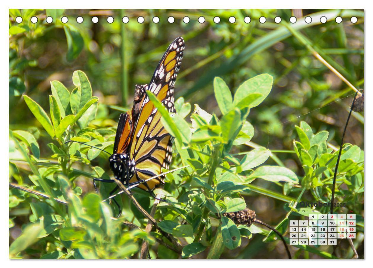 Bild: 9783457206218 | Kanadas charmante Kleintiere - Bezaubernde Einblicke in die Natur...