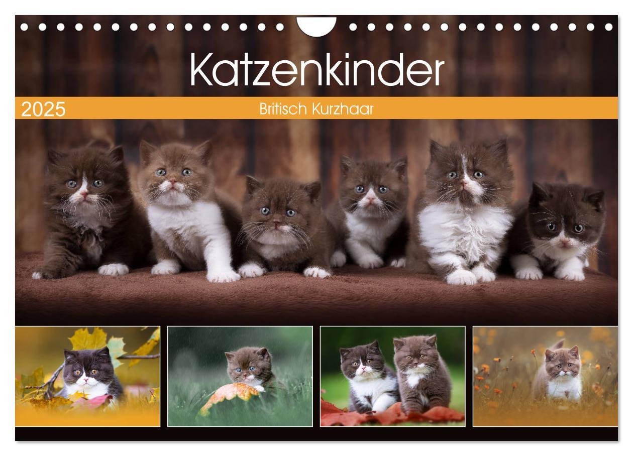 Cover: 9783435341788 | Katzenkinder - Britisch Kurzhaar (Wandkalender 2025 DIN A4 quer),...