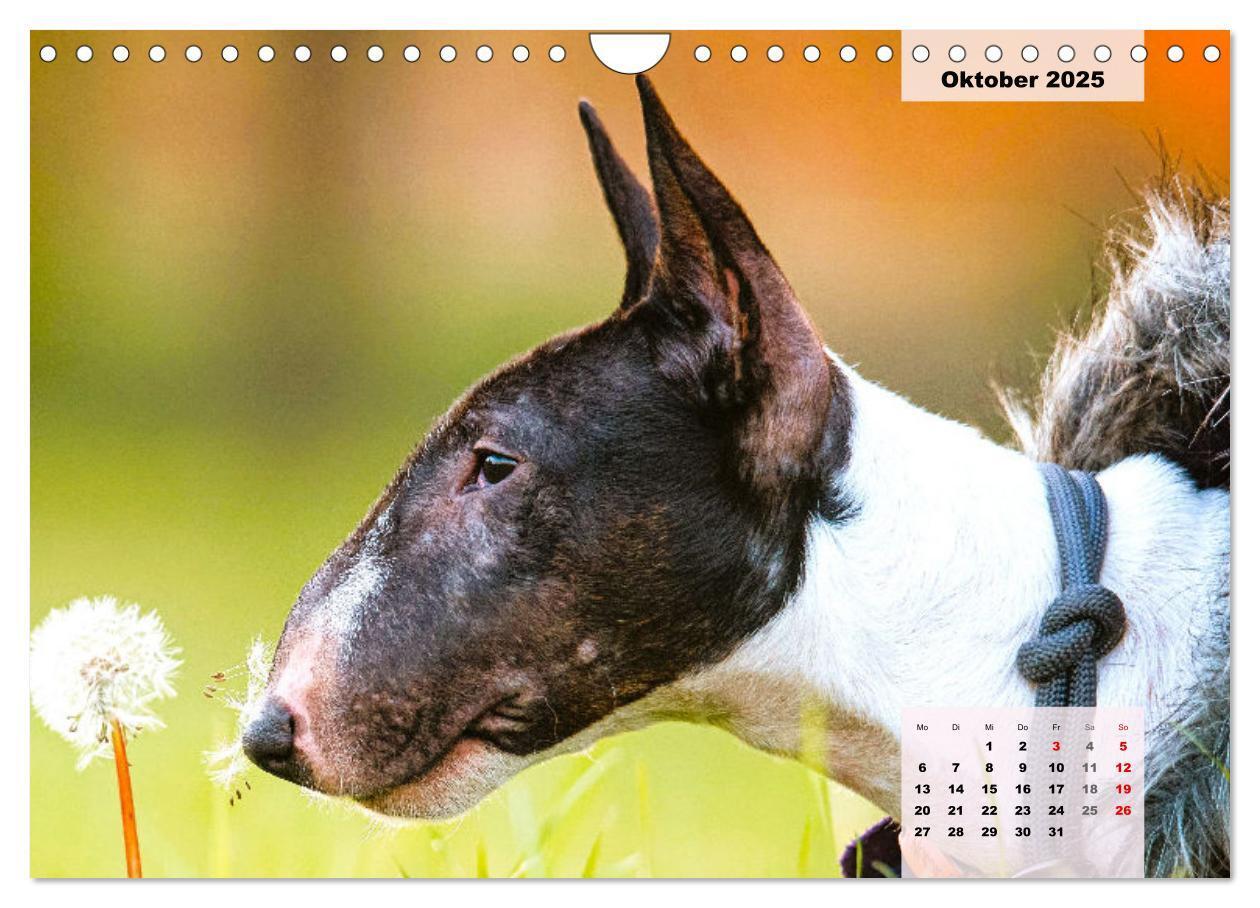 Bild: 9783383947438 | Bullterrier. Freudiges Wesen und Charakter (Wandkalender 2025 DIN...