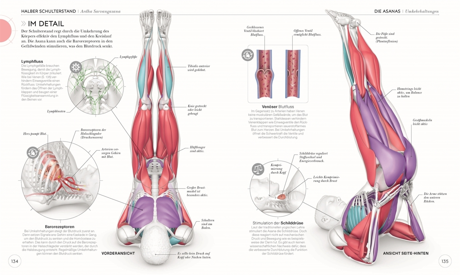 Bild: 9783831037988 | Yoga verstehen - Die Anatomie der Yoga-Haltungen | Ann Swanson | Buch