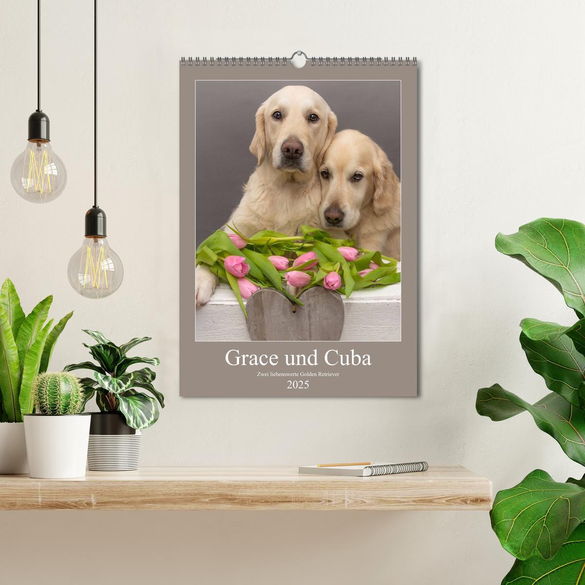 Bild: 9783435947713 | Grace und Cuba - Zwei liebenswerte Golden Retriever (Wandkalender...