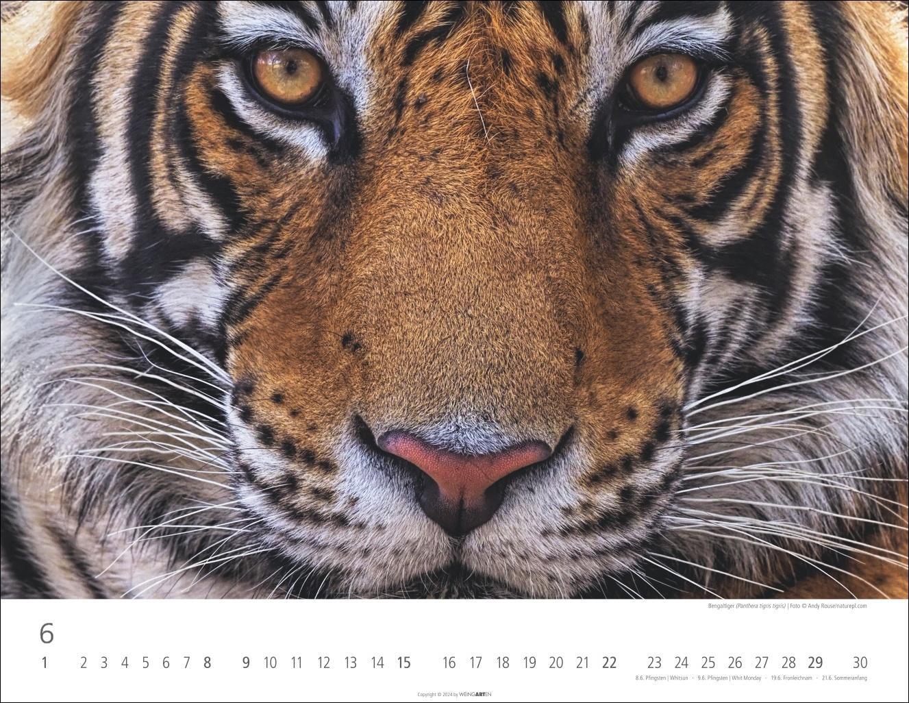 Bild: 9783839900413 | Tiger Kalender 2025 | Kalender | Spiralbindung | 14 S. | Deutsch