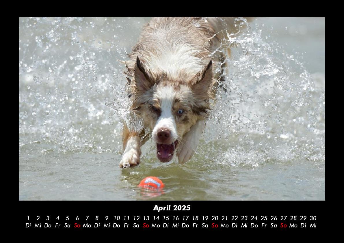 Bild: 9783755980223 | Haustierkalender 2025 Fotokalender DIN A3 | Tobias Becker | Kalender