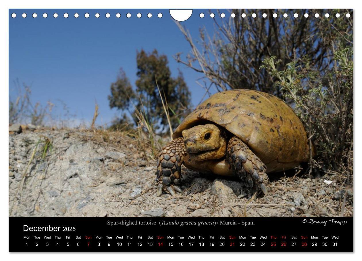 Bild: 9781325996001 | European Tortoises / UK-Version (Wall Calendar 2025 DIN A4...