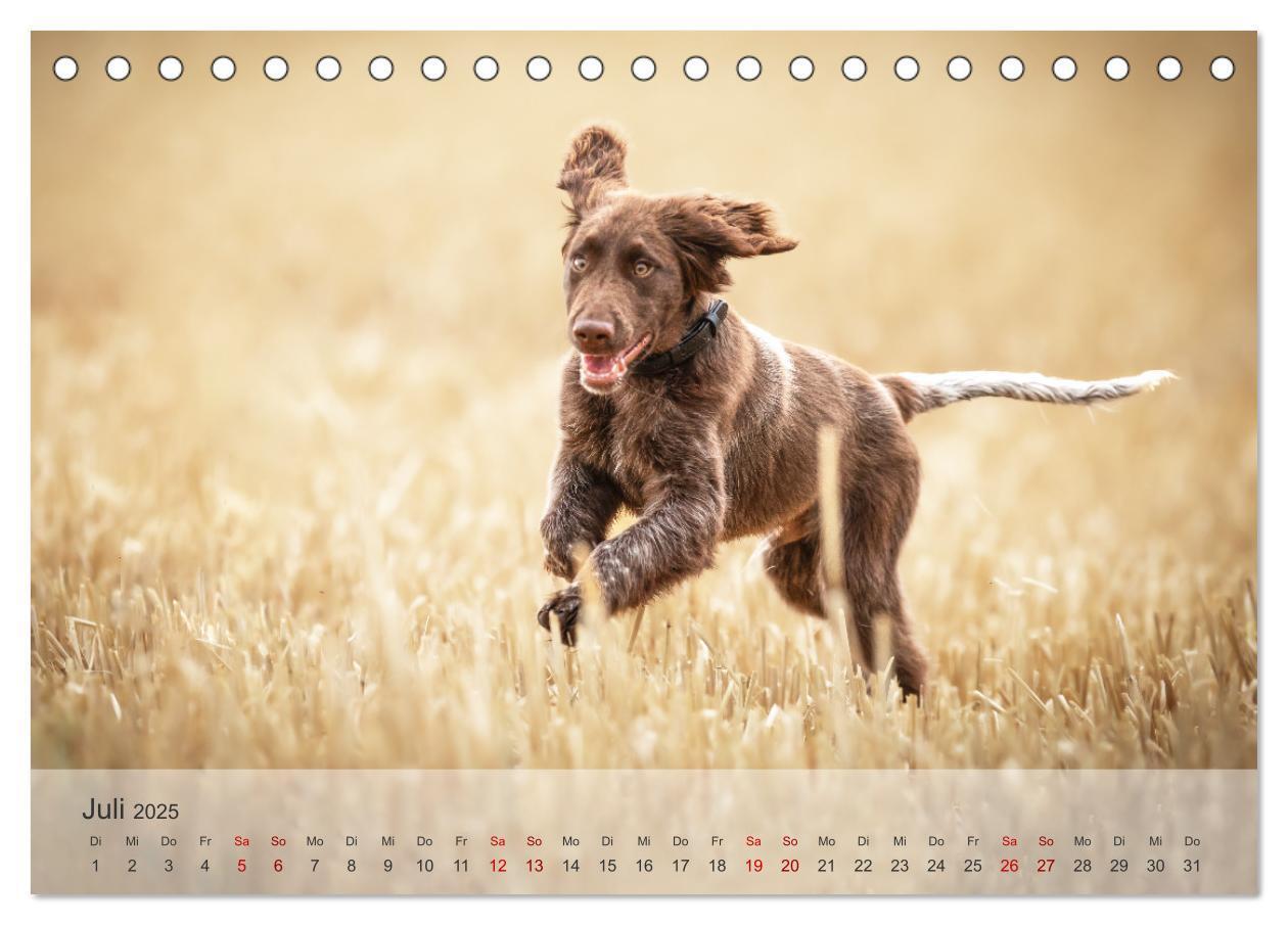 Bild: 9783457145807 | Der kleine Münsterländer (Tischkalender 2025 DIN A5 quer), CALVENDO...