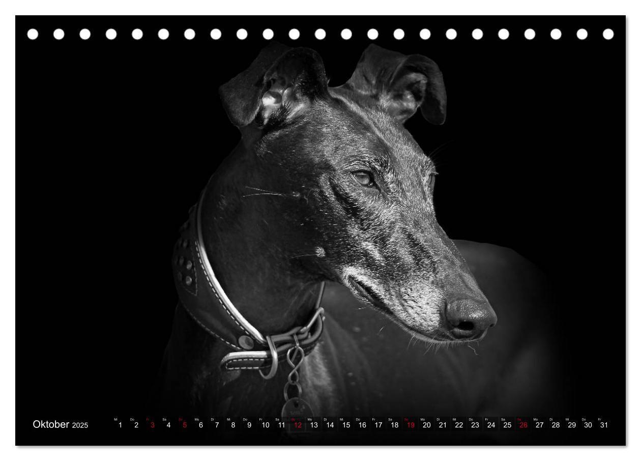 Bild: 9783383824036 | Galgo Español - der spanische Windhund 2025 (Tischkalender 2025 DIN...