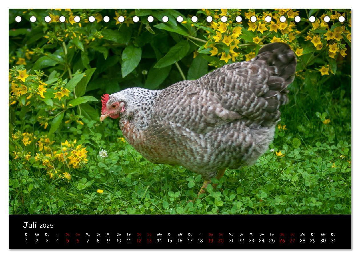 Bild: 9783435448142 | Neues von den Gartenhühnern (Tischkalender 2025 DIN A5 quer),...