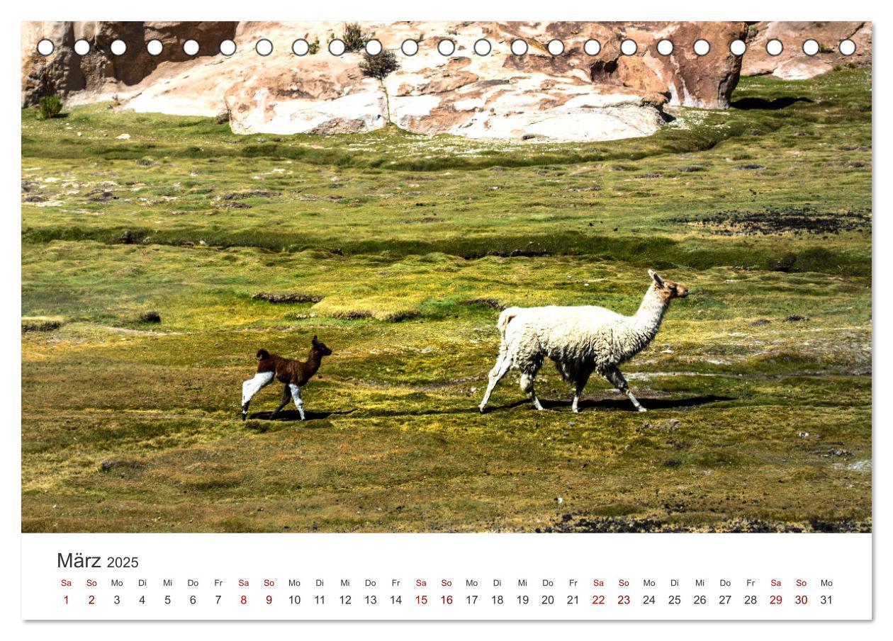 Bild: 9783435002566 | Lamas und Alpakas - Die weichen Neuweltkamele. (Tischkalender 2025...