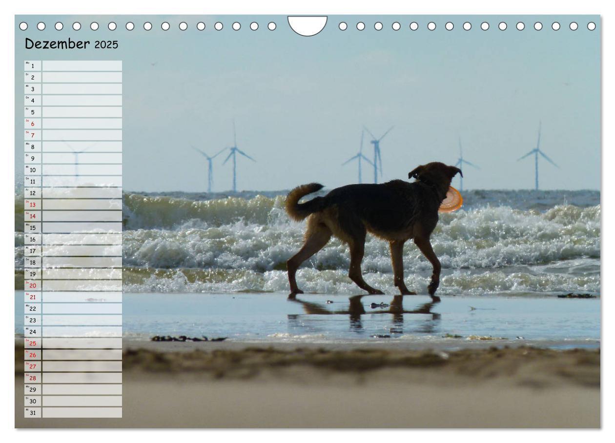 Bild: 9783435275236 | Egmond aan Zee (Wandkalender 2025 DIN A4 quer), CALVENDO...