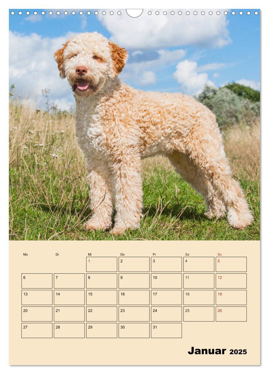 Bild: 9783435959013 | Jahresplaner Lagotto Romagnolo (Wandkalender 2025 DIN A3 hoch),...