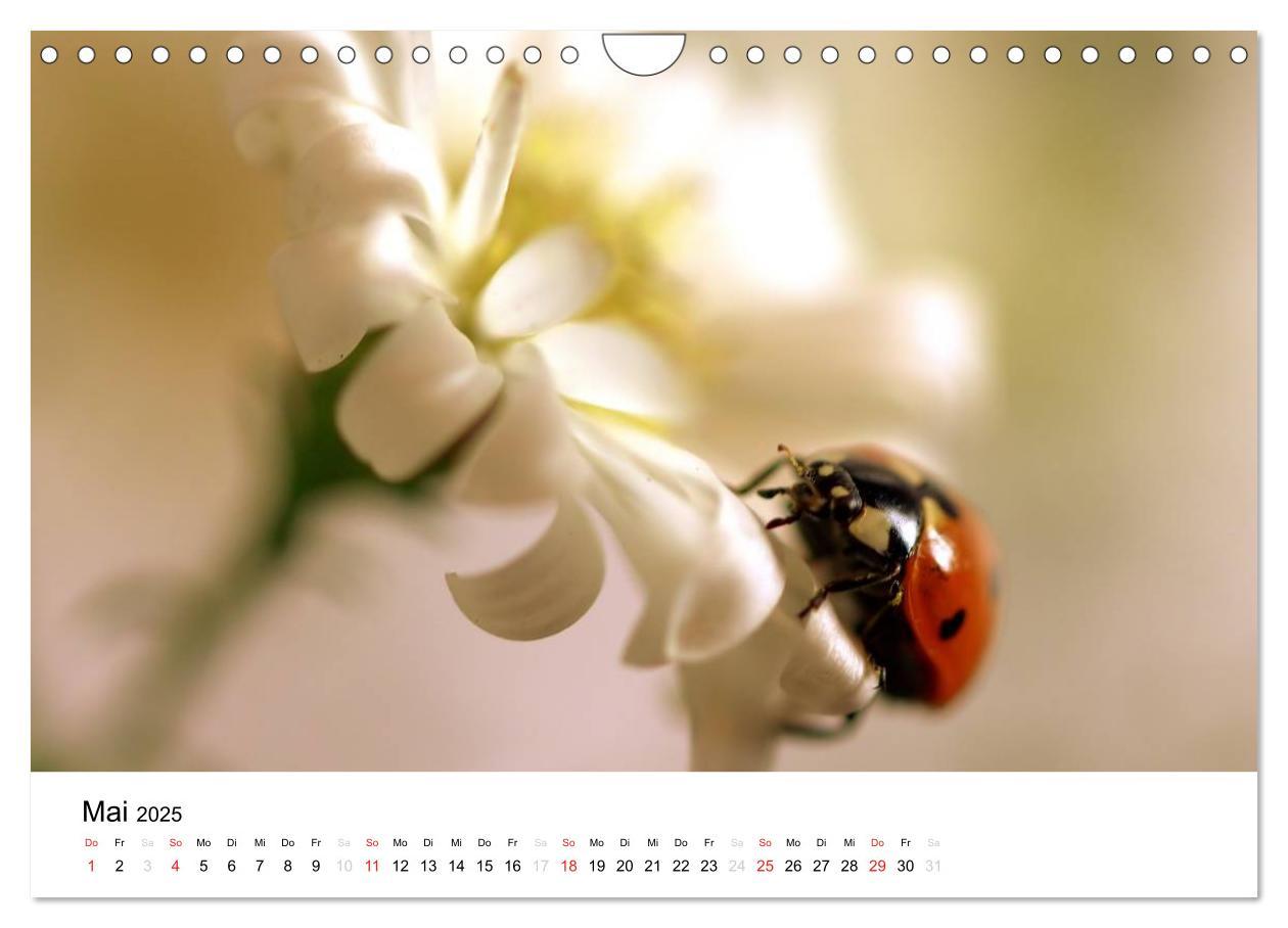 Bild: 9783435694761 | Zarte Natur 2025 (Wandkalender 2025 DIN A4 quer), CALVENDO...