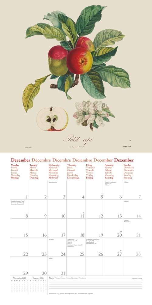 Bild: 4250809652818 | DUMONT - Fruits 2025 Broschürenkalender, 30x30cm, Wandkalender mit...