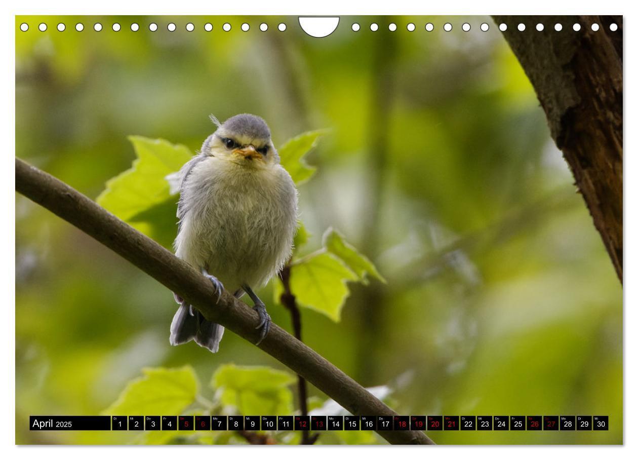 Bild: 9783435029310 | Vogelkinder - Junge Wildvögel (Wandkalender 2025 DIN A4 quer),...