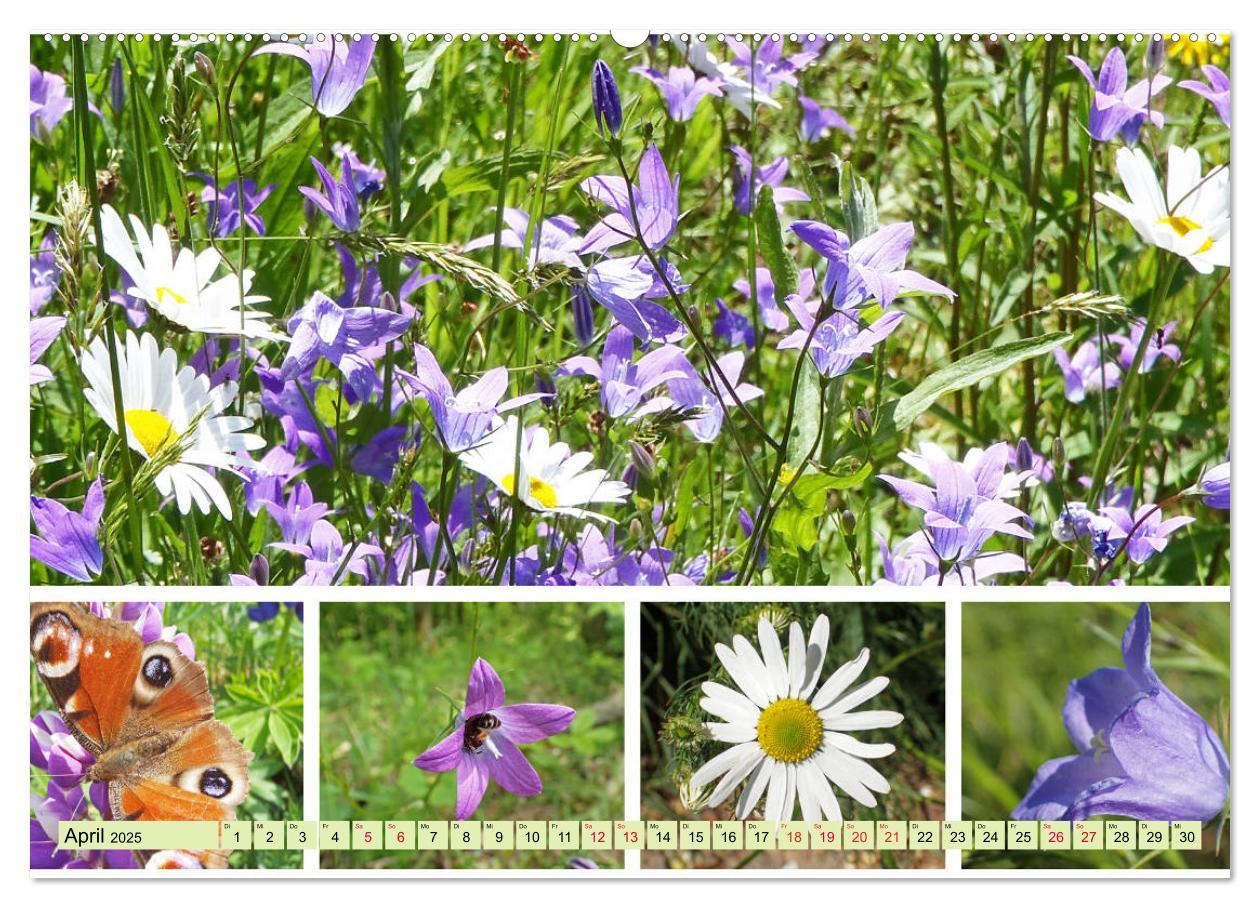 Bild: 9783435221189 | Blütenmeer am Wegesrand (Wandkalender 2025 DIN A2 quer), CALVENDO...