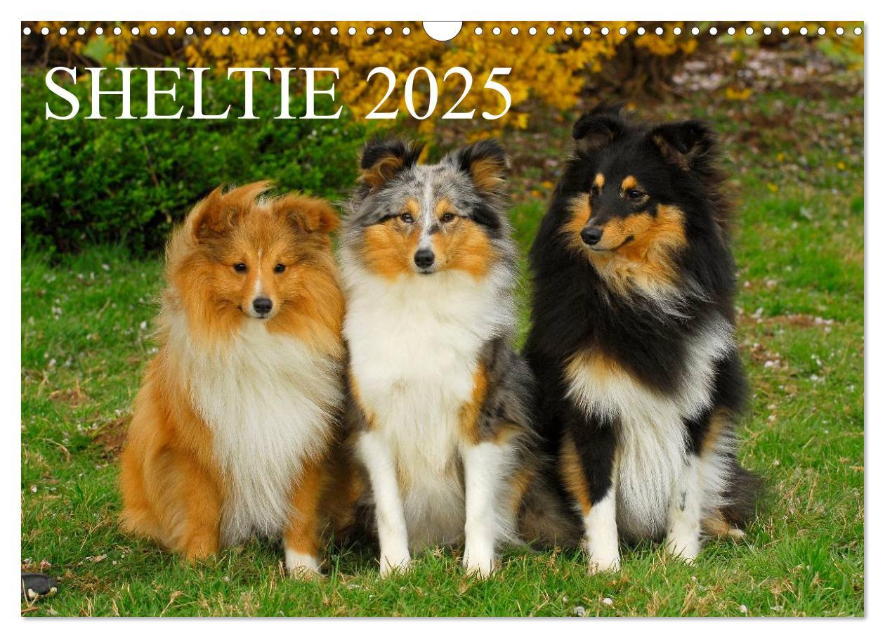 Cover: 9783435768226 | Sheltie 2025 (Wandkalender 2025 DIN A3 quer), CALVENDO Monatskalender