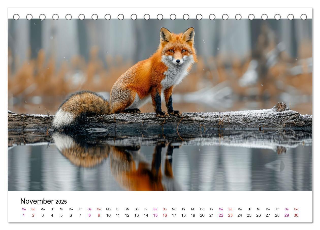 Bild: 9783383815324 | Fuchs - schöne Momente (Tischkalender 2025 DIN A5 quer), CALVENDO...