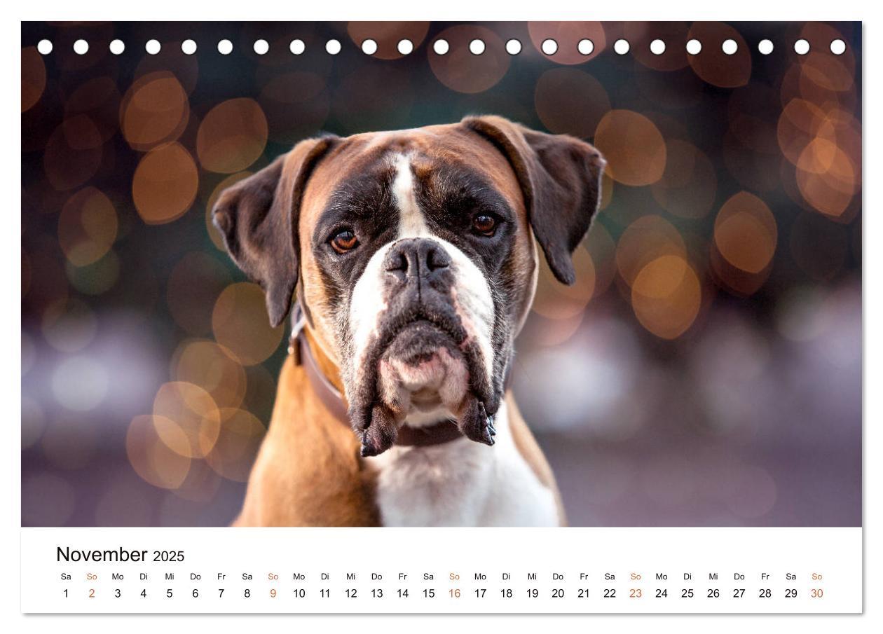 Bild: 9783435159253 | Deutscher Boxer (Tischkalender 2025 DIN A5 quer), CALVENDO...