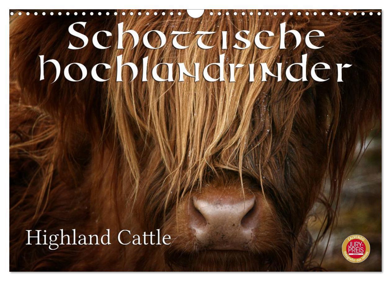 Cover: 9783435642625 | Schottische Hochlandrinder - Highland Cattle (Wandkalender 2025 DIN...