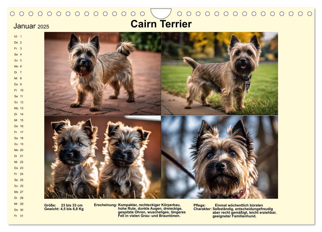 Bild: 9783435347896 | Terrier-Rassen im Portrait (Wandkalender 2025 DIN A4 quer),...