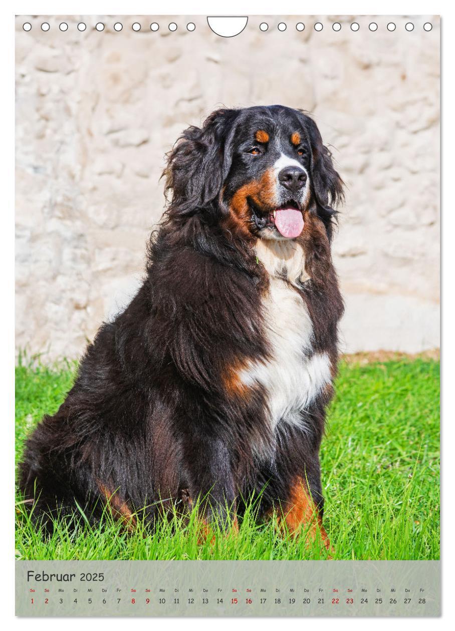 Bild: 9783457159149 | Berner Sennenhund - Ein Hund für alle Fälle (Wandkalender 2025 DIN...