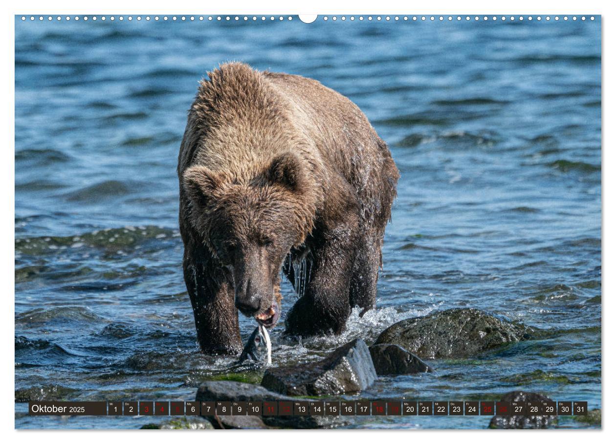 Bild: 9783435187218 | Grizzlybären im Katmai Nationalpark Alaska (Wandkalender 2025 DIN...