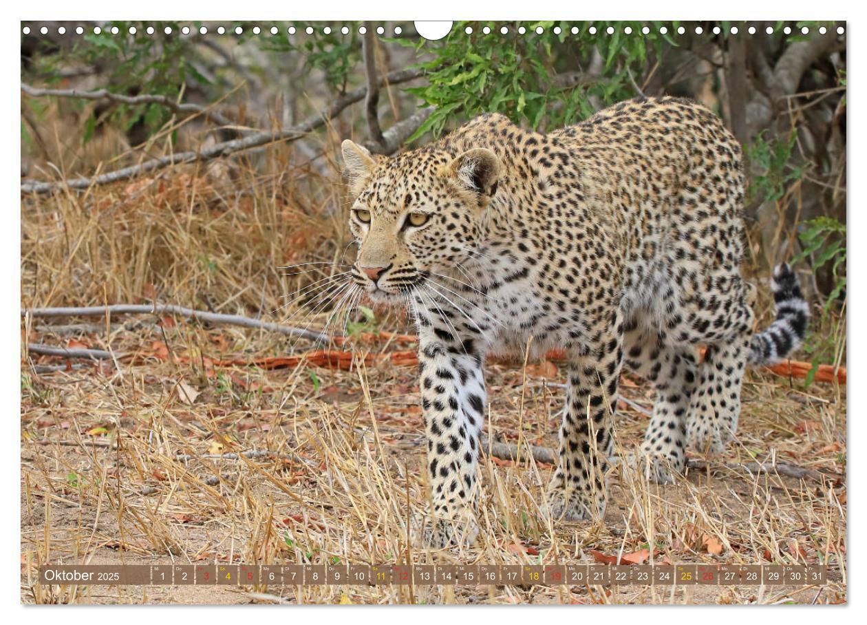 Bild: 9783435598656 | Löwen und Leoparden - Begegnungen in Afrika (Wandkalender 2025 DIN...