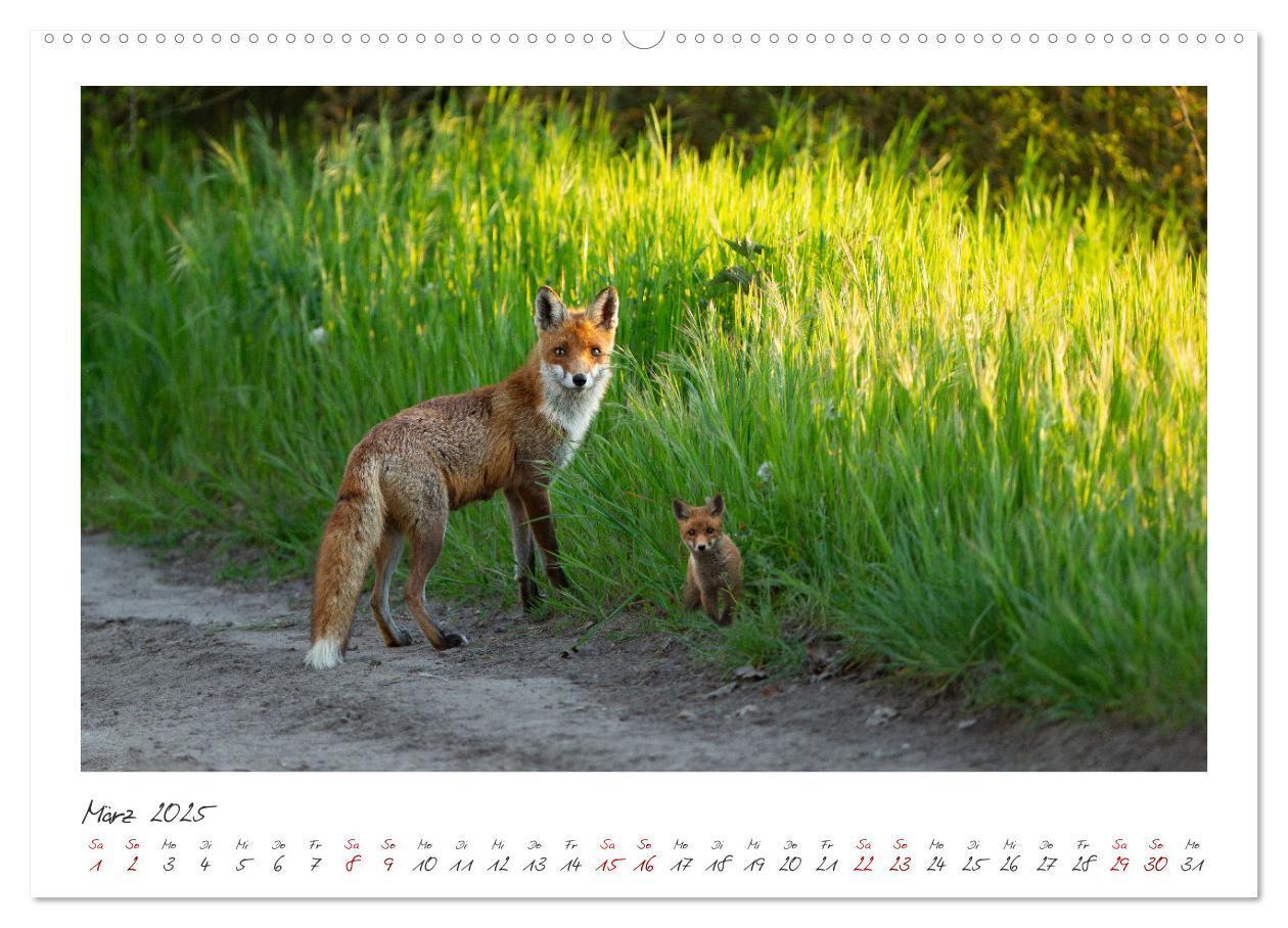 Bild: 9783383872051 | Füchse - zauberhafte Seelen (Wandkalender 2025 DIN A2 quer),...